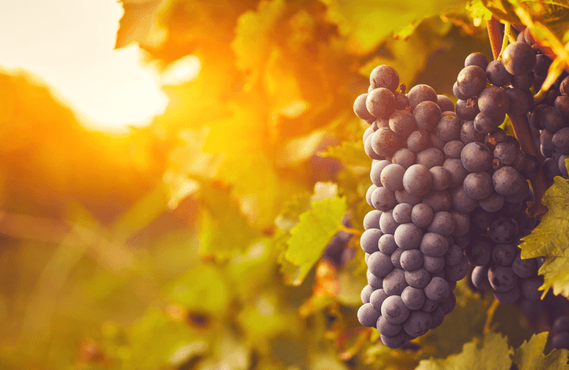 Wijngaard ’t Hanik